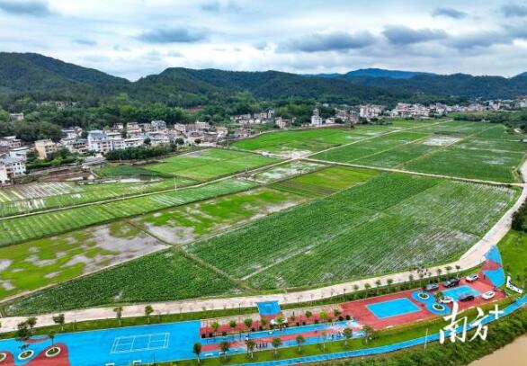 南龍村“產業村長”鐘春曉:一田三收新“稻”路|產業村長上崗 鄉村振興有方①
